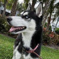 Lost Pet Image
