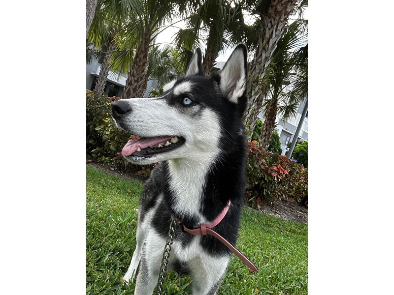 Pet Photo