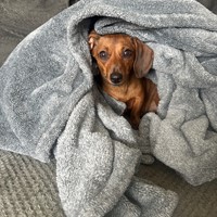 Lost Pet Image