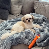 Lost Pet Image