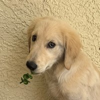 Lost Pet Image