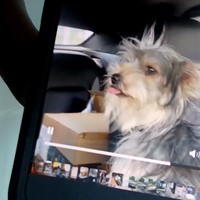 Lost Pet Image
