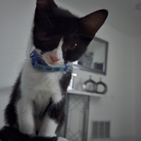 Lost Pet Image