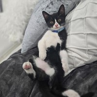 Lost Pet Image