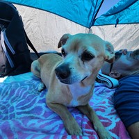 Lost Pet Image