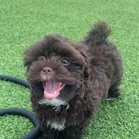 Lost Pet Image