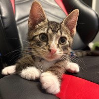 Lost Pet Image