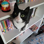 Mowgli, American Shorthair, lost pet near Rosendale, MO