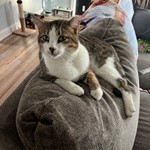 Cinnamon, Domestic Short Hair, lost pet near Oxford, OH