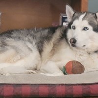 Lost Pet Image