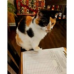 Kiki