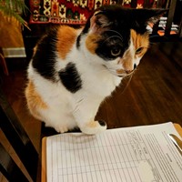 Lost Pet Image