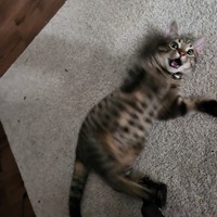 Lost Pet Image