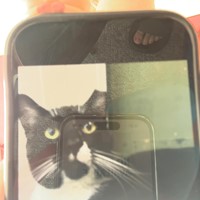 Lost Pet Image