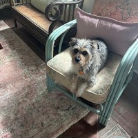 Lost Pet Image