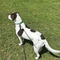 Lost Pet Image