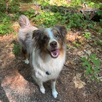 Lost Pet Image