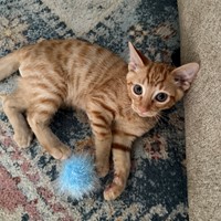 Lost Pet Image