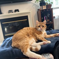 Lost Pet Image