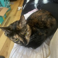 Lost Pet Image