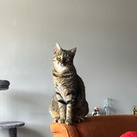 Lost Pet Image