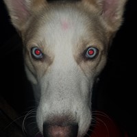 Lost Pet Image