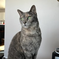 Lost Pet Image