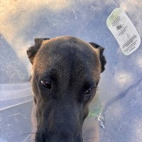 Lost Pet Image
