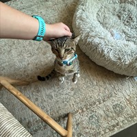 Lost Pet Image