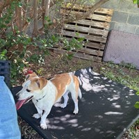 Lost Pet Image