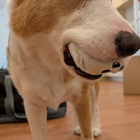 Lost Pet Image