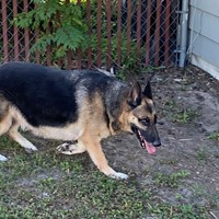 Lost Pet Image