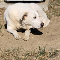 Lost Pet Image
