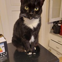 Lost Pet Image