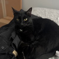 Lost Pet Image