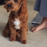 Lost Pet Image