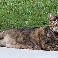 Lost Pet Image