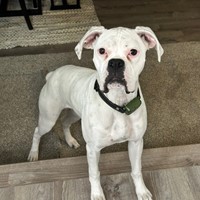 Lost Pet Image