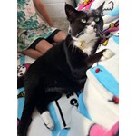Kitty
