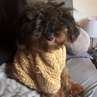 Lost Pet Image