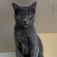 Lost Pet Image