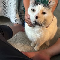 Lost Pet Image