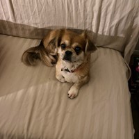 Lost Pet Image