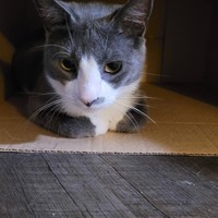 Lost Pet Image