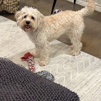 Lost Pet Image