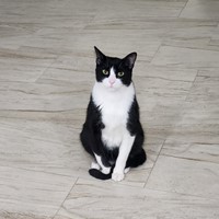 Lost Pet Image