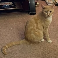 Lost Pet Image