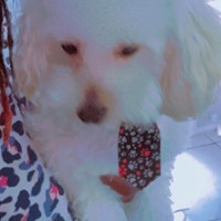 Lost Pet Image