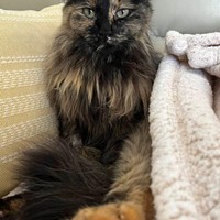 Lost Pet Image