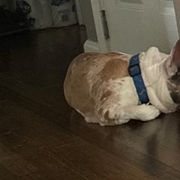 Lost Pet Image